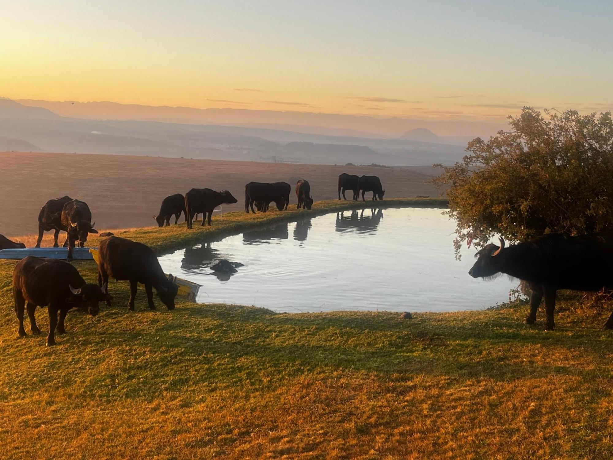 Uitzicht Private Nature Reserve And Lodge فوريسبرغ المظهر الخارجي الصورة