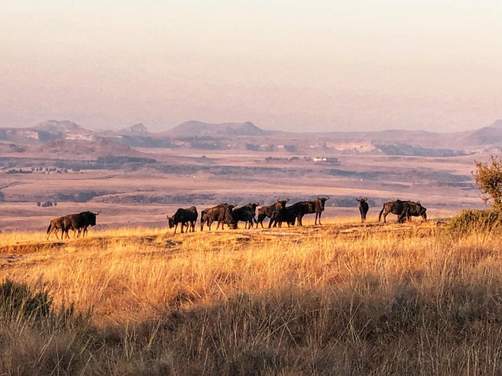 Uitzicht Private Nature Reserve And Lodge فوريسبرغ المظهر الخارجي الصورة